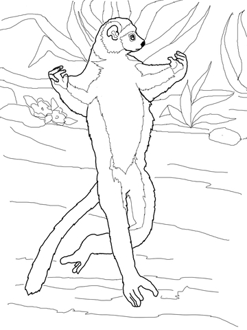 Running Sifaka Coloring Page